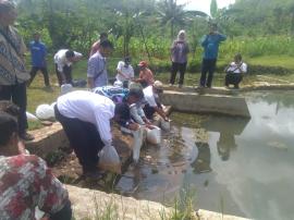 Penebaran Benih  Ikan Telaga Kedhokan Ploso